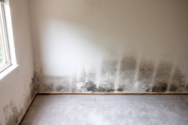 Professional Mold Inspection, Removal & Remediation in Maria Stein, OH